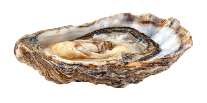 Single oyster shell, open, displaying interior