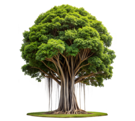 a single banyan tree isolated. no background.