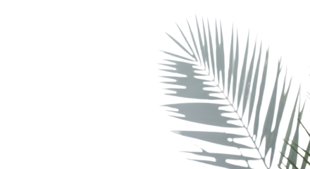 Shadow of palm frond isolated PNG with Transparent Background