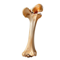 Fototapeta premium Realistic human femur bone isolated on white background for educational, medical, and anatomical studies showcasing skeletal structure and human anatomy details.transparent background