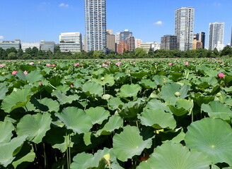 都会の中の「蓮池」の花