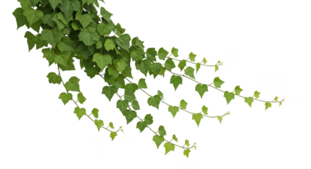 Lush Green Ivy Vine On Black Background