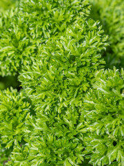 Krause Petersilie in einem Hochbeet im Garten