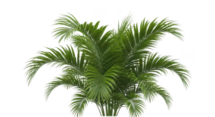 Lush Green Palm Frond Plant Isolated