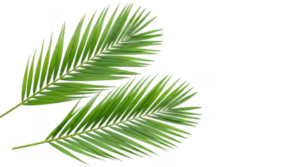 Lush Green Palm Fronds On Black Background