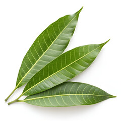 Obraz premium Fresh mango leaves isolated on white background.