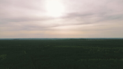 Mountain forest with rich green trees