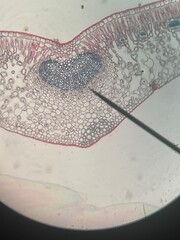 Plant Stem Cross Section Under Microscope