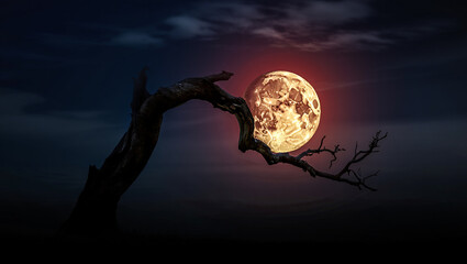 Live music performance by dragonfly animal sanctuary band on stage