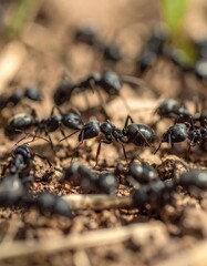 Close-up of many ants on dirt