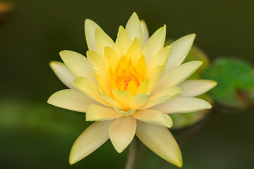 9月の薄い黄色の美しいスイレンの花