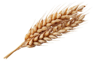 Single wheat ear, light tan color, isolated on black