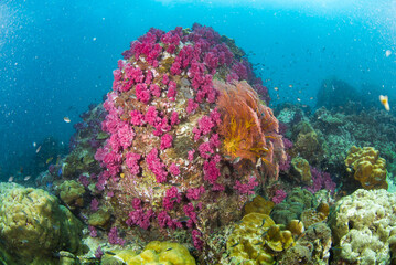Underwater Coral Pinnacle Covered in Pink Soft Corals and Reef Life

