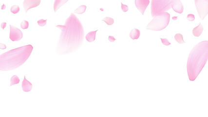 Soft pastel pink flower petals gently falling on a pure white background creating an atmosphere of love romance cheerfulness freshness natural beauty purity