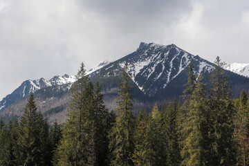 Conifer trees growing beside snow covered mountain under cloudy sky