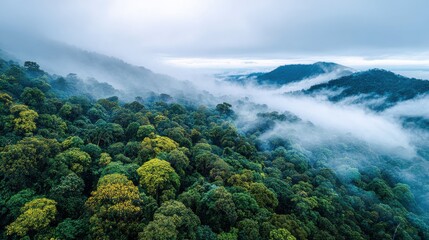 Drone shot of green canopy, mist ascending, biodiversity area for travel guides, eco-projects, or nature apps. Lush and panoramic.