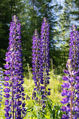 Blooming lupines (Lupinus) in a meadow under natural light &ndash; vibrant colors and distinctive flower shape in full blossom.