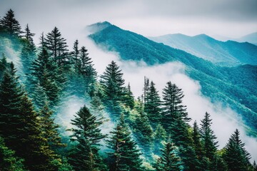 Misty mountain range with dense evergreen forest