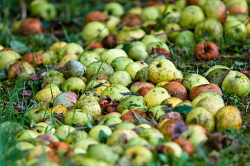 Tapis de pommes vertes sur un sol humide