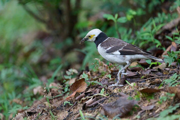 Fototapeta premium Black-collared Starling (Gracupica nigricollis) foraging on leaf-littered forest floor in Hong Kong. Striking white head with black collar and yellow eye patch.