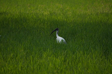 Fototapeta premium white heron in the grass