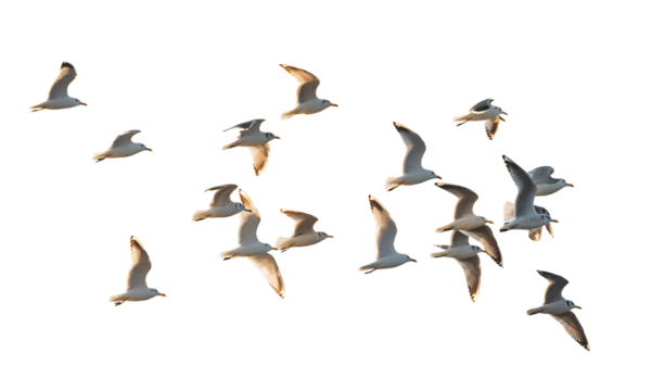 Flock of Birds Soaring in the Sky