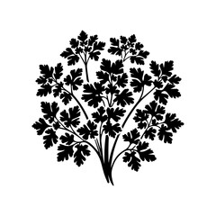 Fototapeta premium Black Silhouette of Fresh Parsley Herb