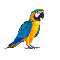 Fototapeta premium Vibrant parrot perched upright