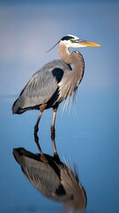 A great blue heron stands in shallow water, its reflection mirrored perfectly below