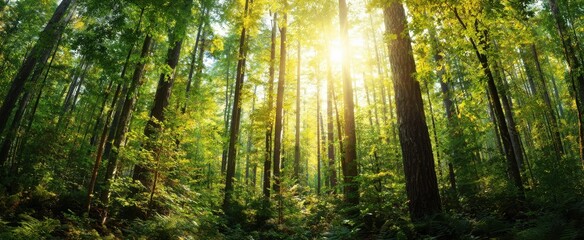 Obraz premium The serene forest bathed in radiant sunlight through lush green trees