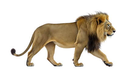 Majestic Male Lion Walking on White Background
