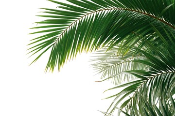 Fototapeta premium Palm leaves isolated on a white background, in a transparent or slightly blurred PNG image and a white border.