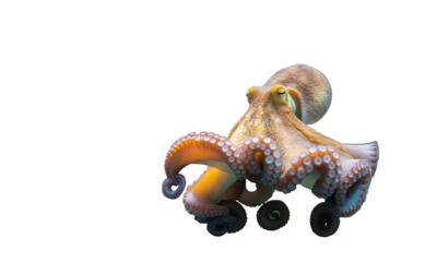 Octopus Swimming in Aquarium with Fish