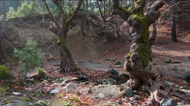 pld platan trees in the forest