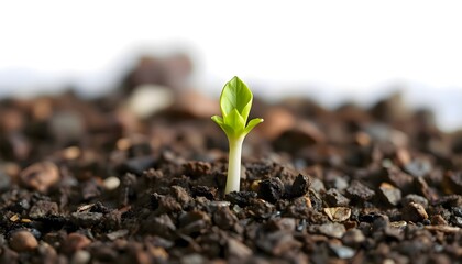 Small plant with tender leaves emerging from the soil, symbolizing growth and new beginnings in a natural environment