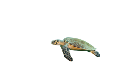 Sea Turtle Swimming Beneath School of Fish