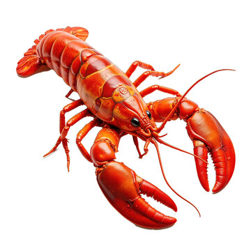 Ai aragosta 01