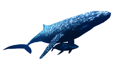 Obraz premium Whale and Calf Swimming in Deep Blue Ocean
