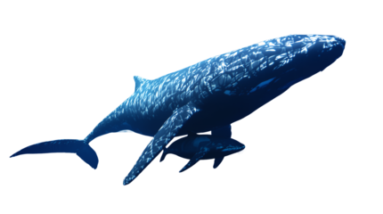 Whale and Calf Swimming in Deep Blue Ocean