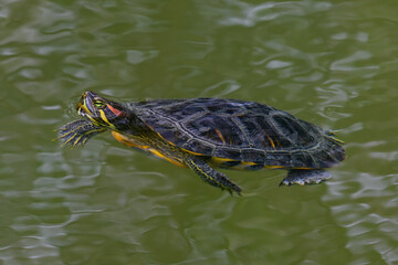Red-eared slider // Rotwangen-Schmuckschildkr&ouml;te (Trachemys scripta elegans)
