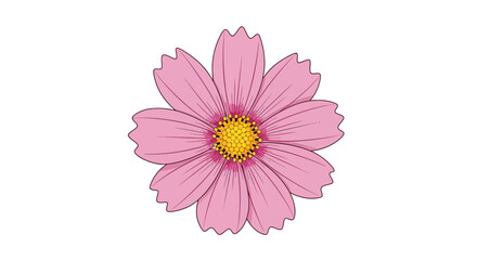 Pink Cosmos Flower – Detailed Vector Illustration of Cosmos Bipinnatus

