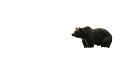 Wild Brown Bear in Wetland Habitat at Sunset