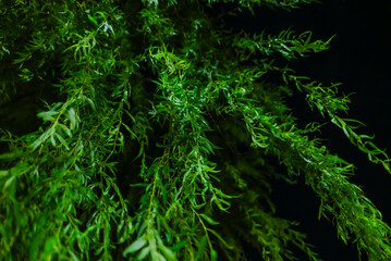 The lotus flowers area near Akita Station in Akita, Japan 