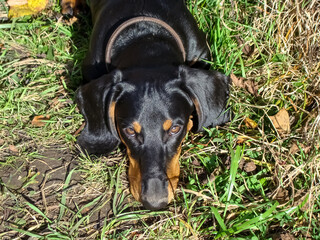 Dachshund dog among green grass on a sunny day.
