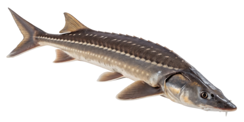 sturgeon fish cutout
