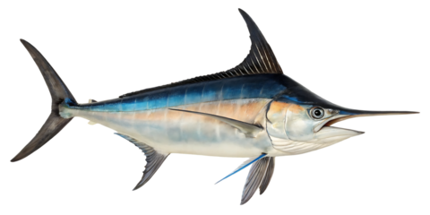 blue marlin fish
