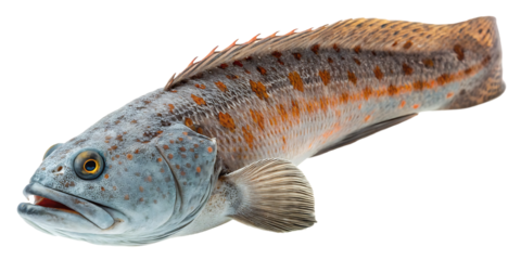 Wild wolf fish studio shot