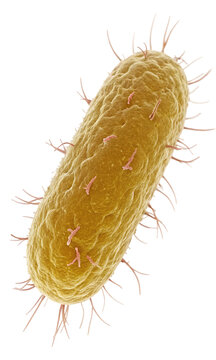 Bacteria microorganism cell