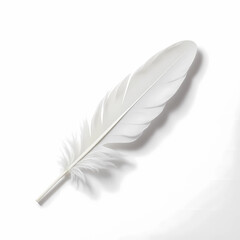 feather on white background