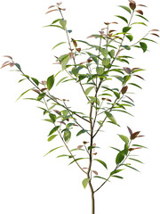 Plants, Transparent, PNG, Grass, garden plants